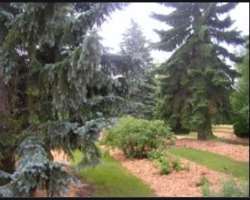 You can find here different plants including Maple, Hawthorn, Euonymus, and bushes like Roses and Lilac. Some of the plants are native while others ar
